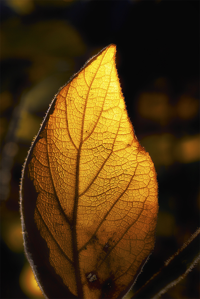 A! Botanischer Garten WTL20151102_0073 als Smartobjekt-1 Kopie.JPG